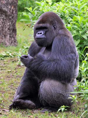 gorila sentado