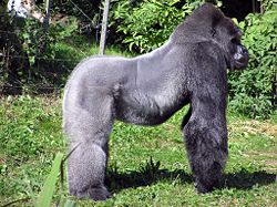 gorila occidental