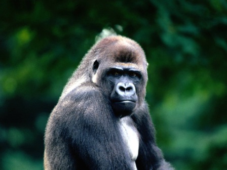 gorila occidental sentado