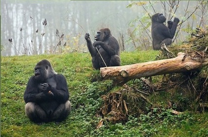grupo de gorilas