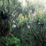 gorilas en arboles