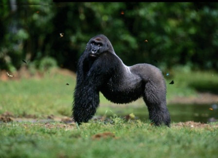 gorila macho de lado