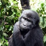 gorila oriental 1
