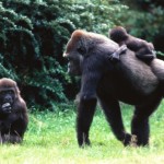 familia gorila