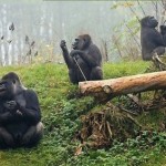 grupo de gorilas
