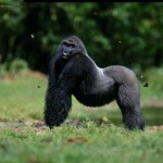 gorila macho de lado